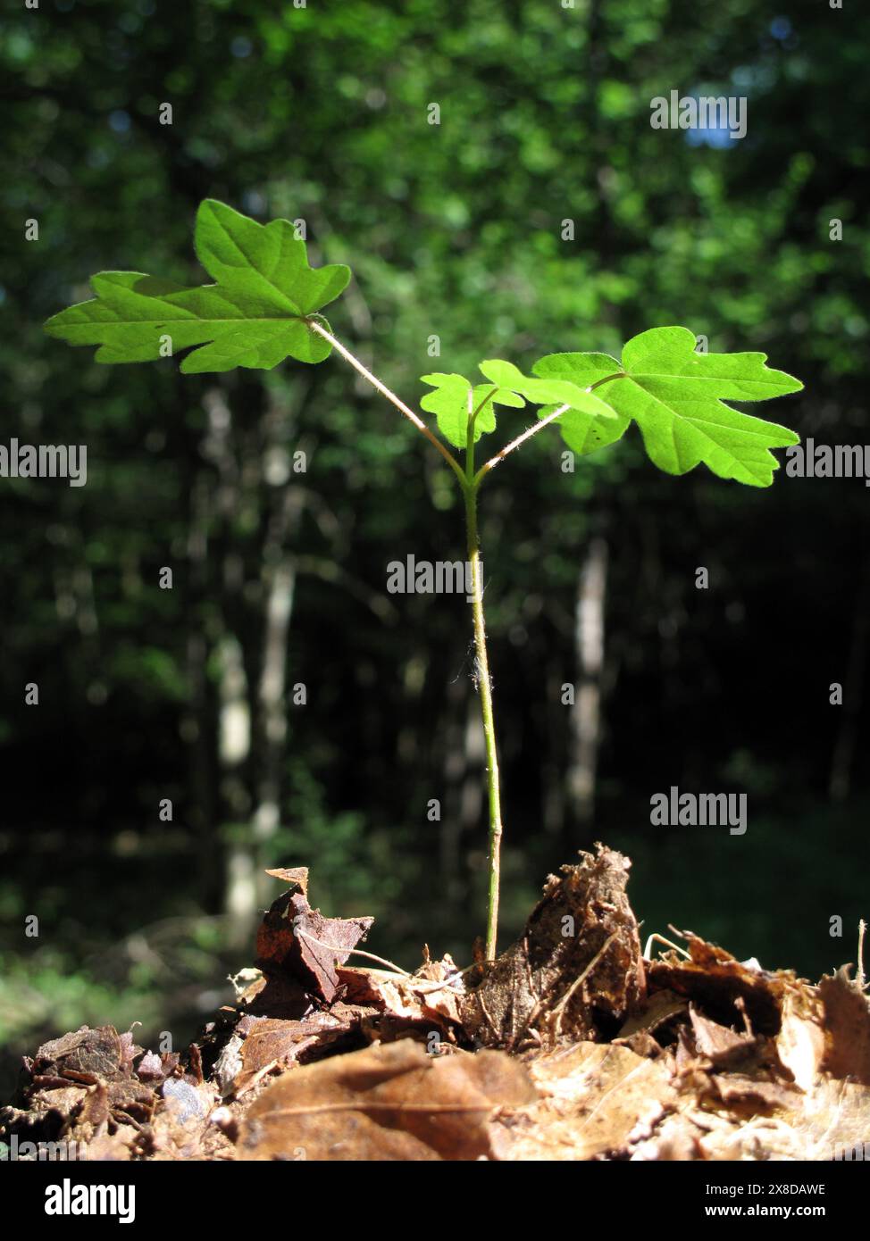 Young field maple (Acer campestre) growing in the forest Stock Photo