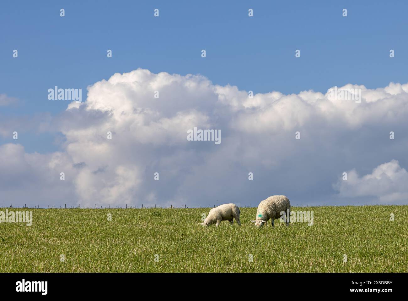 Two sheep in a field in rural Sussex, with blue sky and fluffy clouds ...