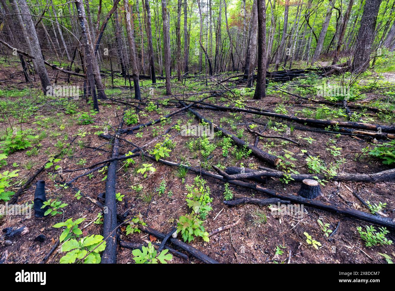 Reduced understory hi-res stock photography and images - Alamy