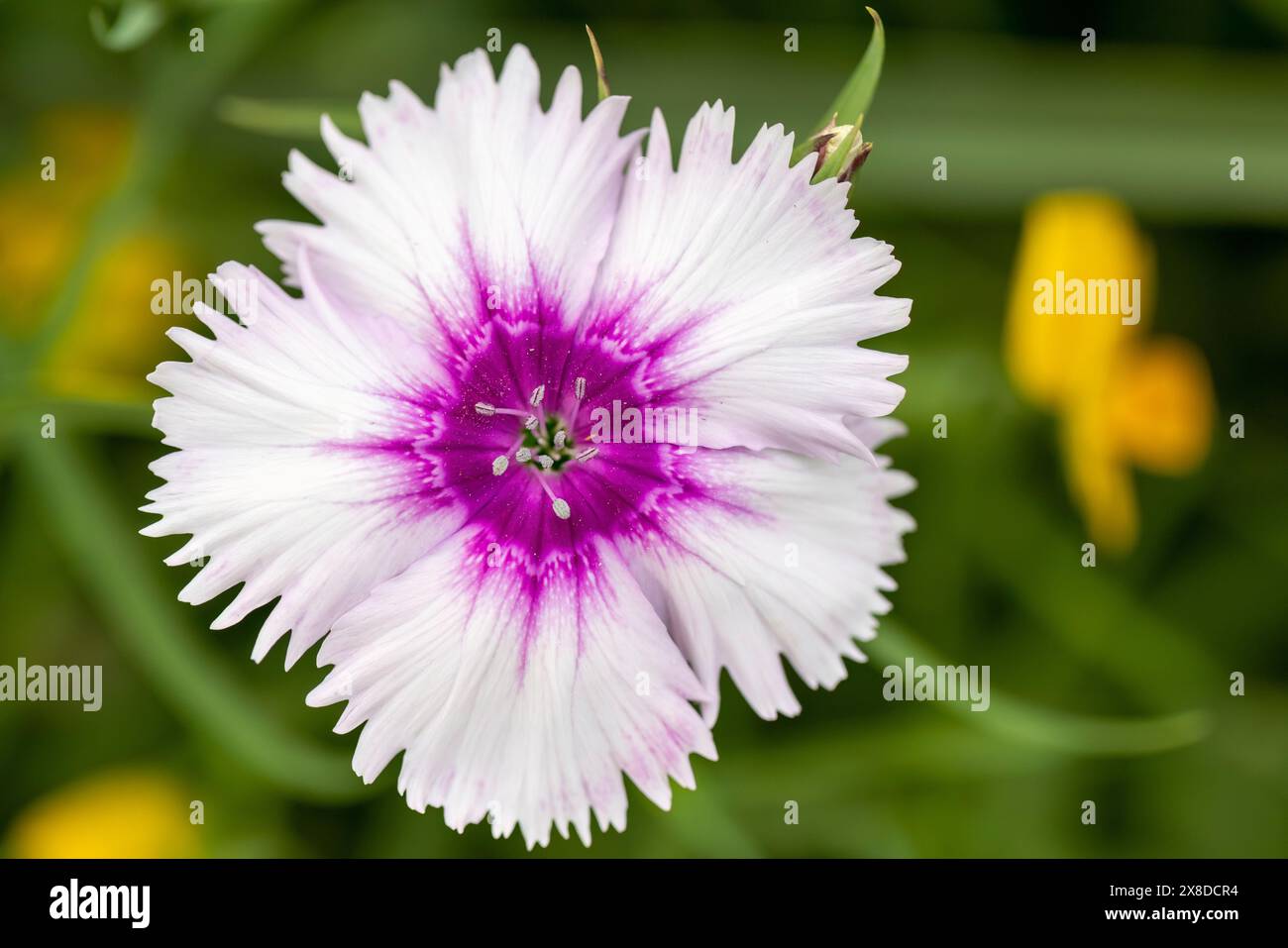 Venti Parfait Blueberry Eye Dianthus (Dianthus chinensis) - Asheville, North Carolina, USA Stock Photo