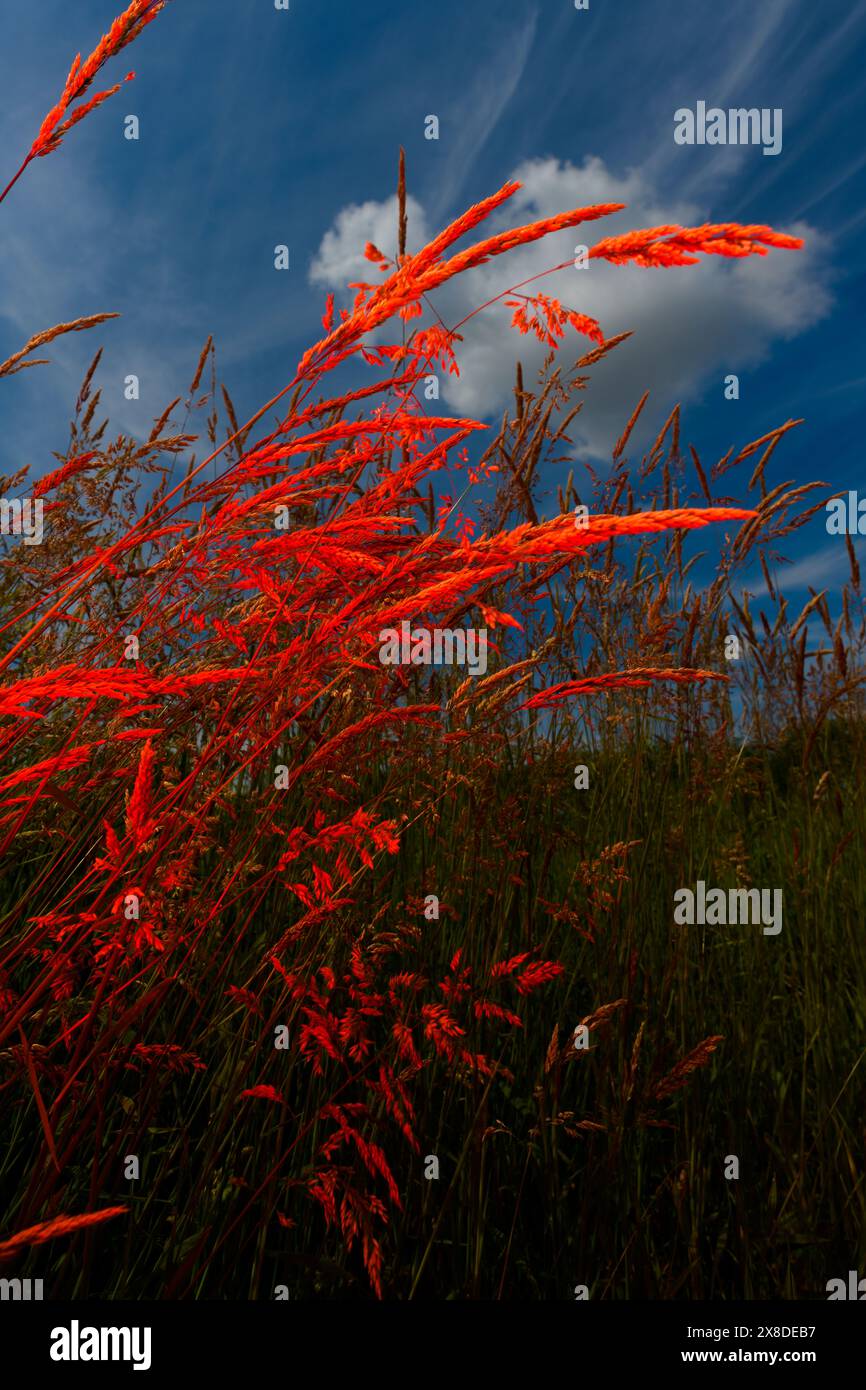 Red plant Stock Photo