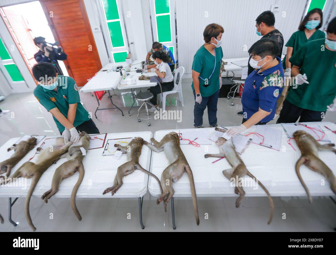 Macaque Injuries Wounds on skin in hi-res stock photography and images - Alamy
