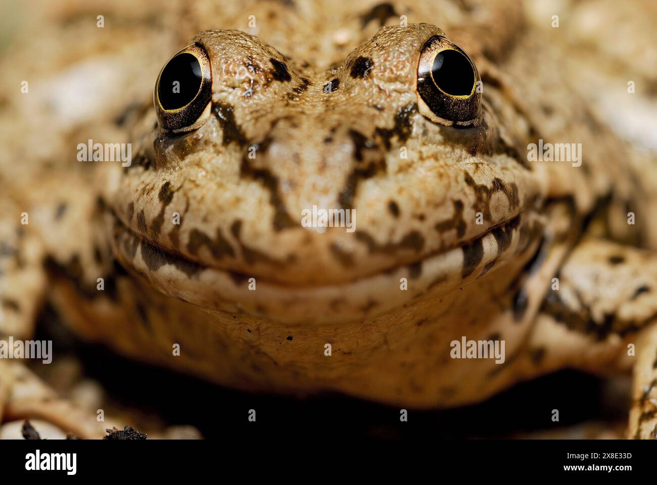 Common frog (Pelophylax perezi) close to Valdemanco, Madrid, Spain Stock Photo