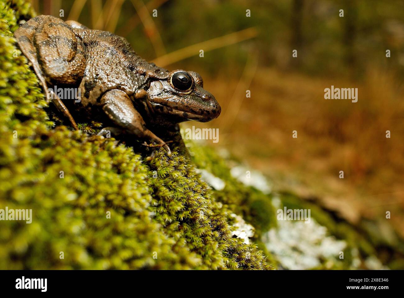 Common frog (Pelophylax perezi) in a basin close to Bustarviejo, Madrid, Spain Stock Photo