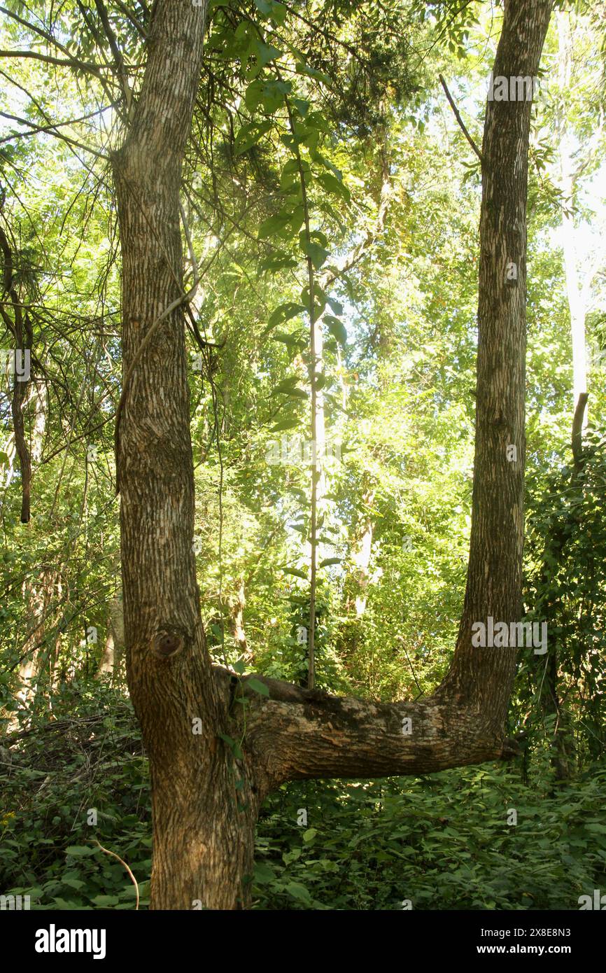 フィカス ウンベラータ 143cm8号 S-shaped tree form S shaped tree hi-res stock photography and images - Alamy