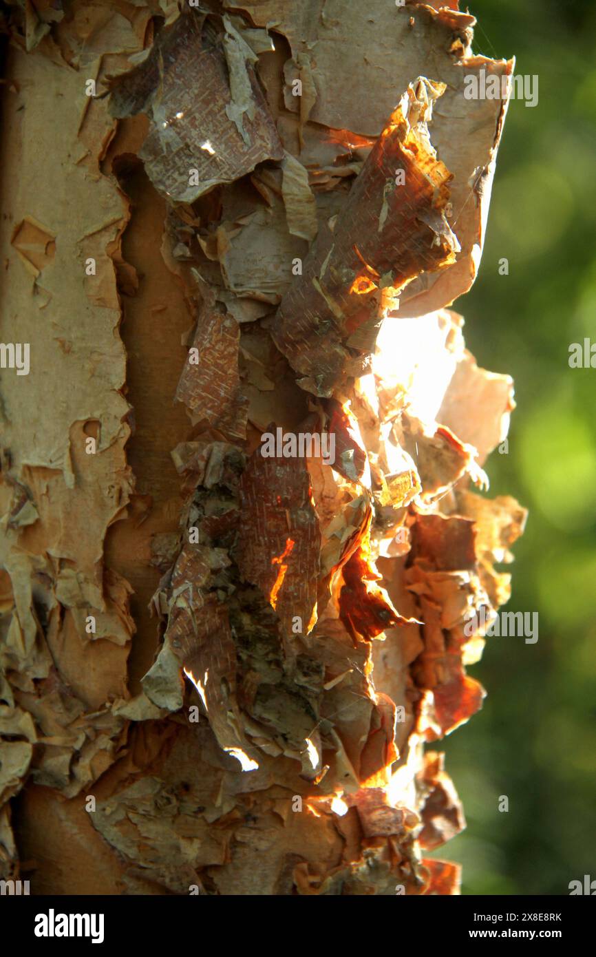 Close-up of the exfoliating outer bark of a river birch tree Stock Photo