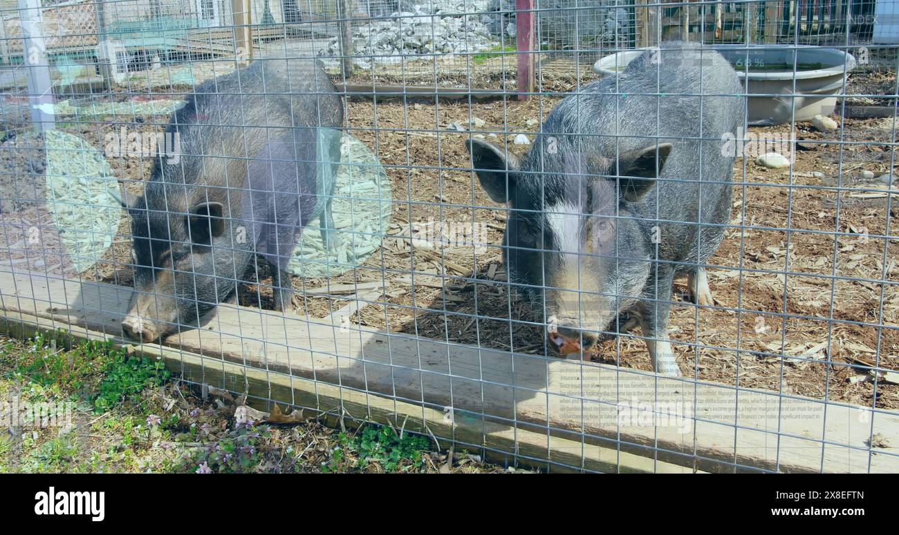 Image of data processing over pigs behind fence Stock Photo