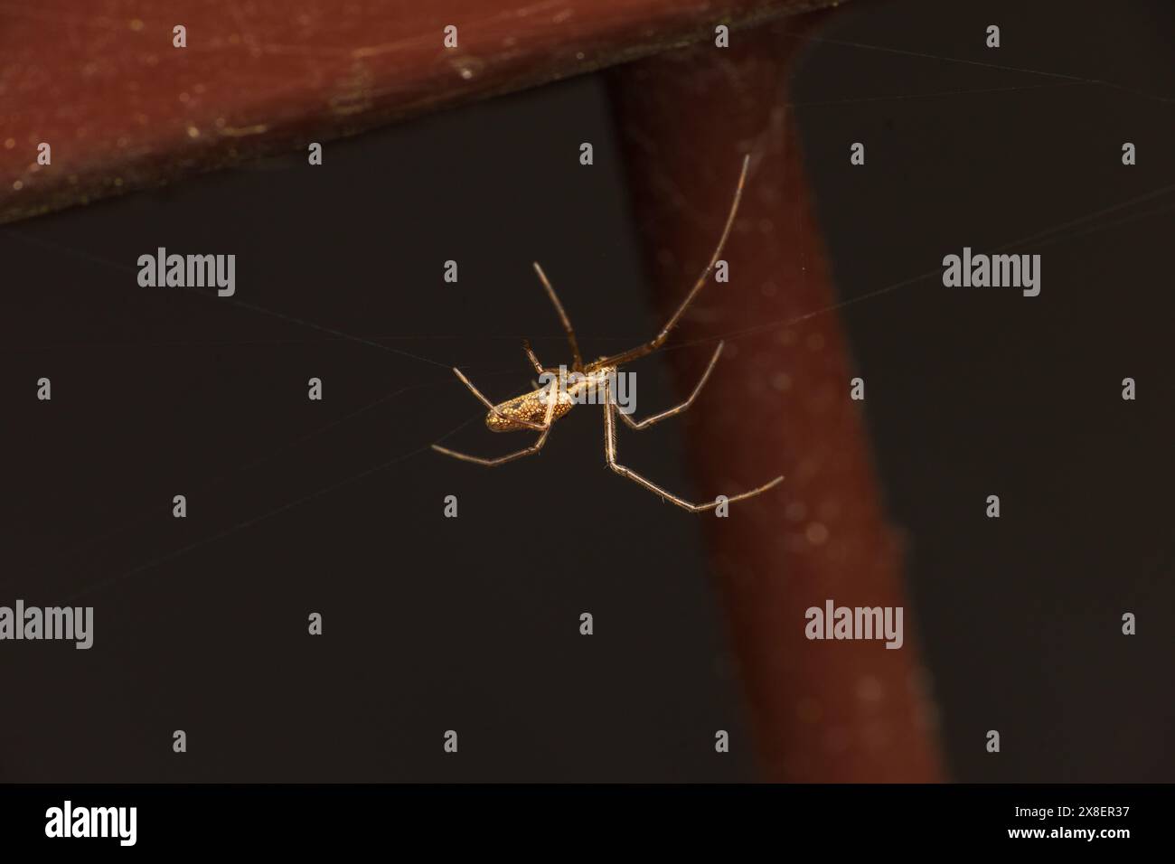 Tetragnatha obtusa Genus Tetragnatha Family Tetragnathidae Blunt ...
