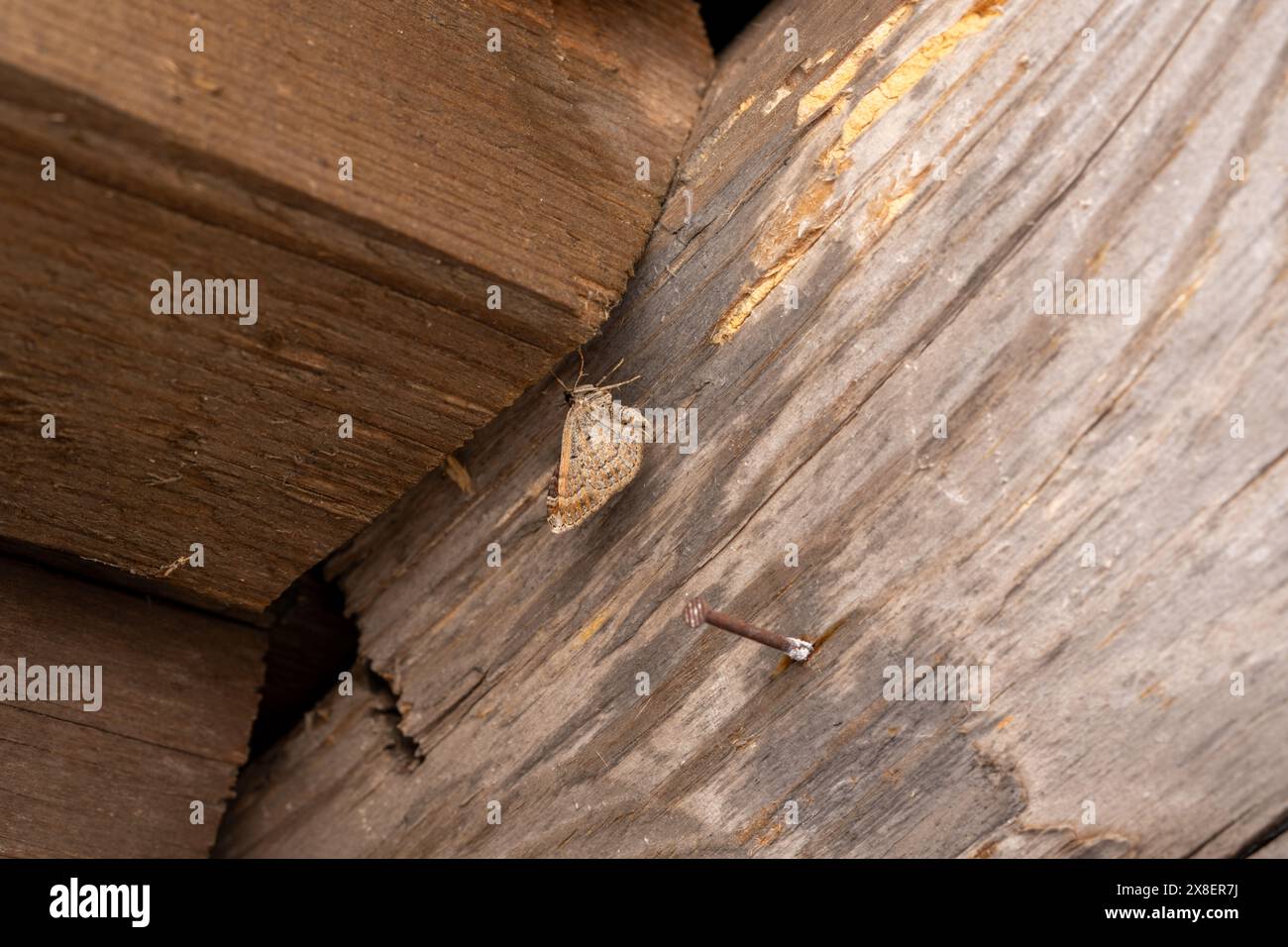 Xanthorhoe spadicearia Family Geometridae Genus Xanthorhoe Red twin