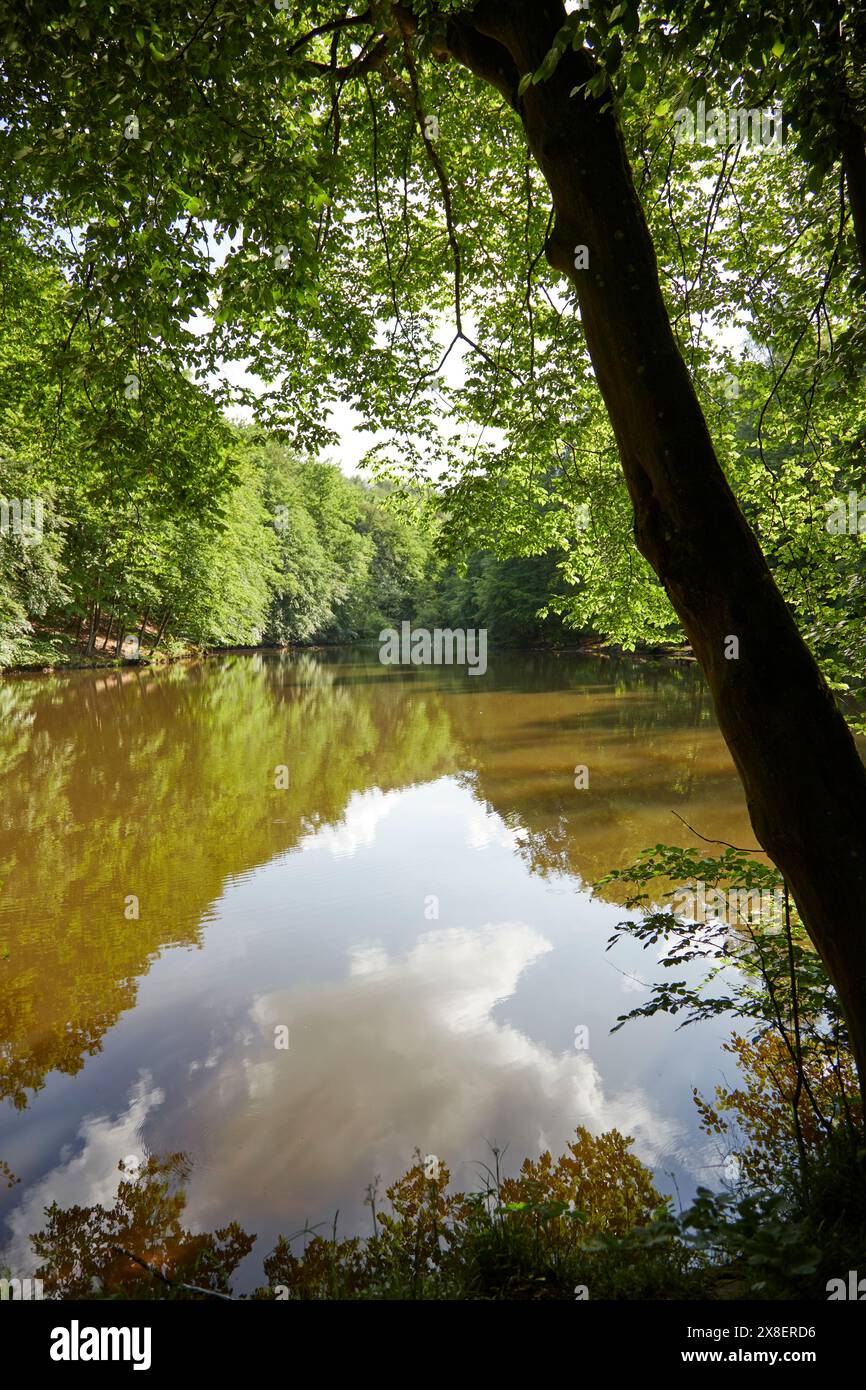 reflection of blue sky with clouds in a forest pond Stock Photo - Alamy