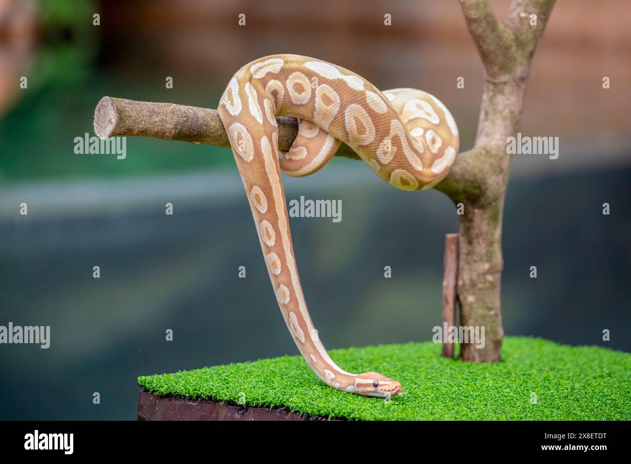 the closeup image of a Banana Pastave Ball Python (Python regius).  It is a python species native to West and Central Africa, Stock Photo