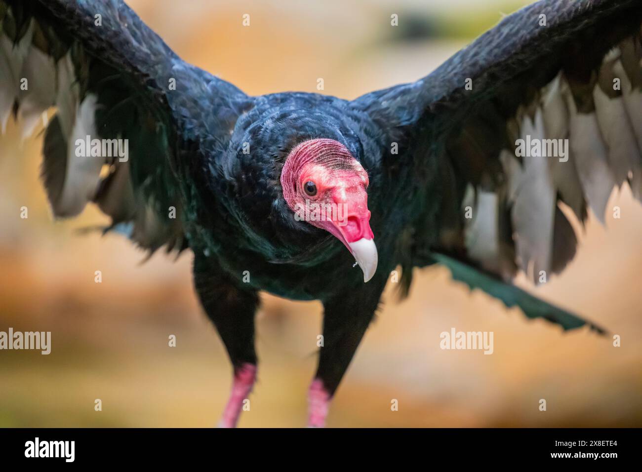The closeup image of turkey vulture . It is the most widespread of the New World vultures. It is a scavenger and feeds almost exclusively on carrion. Stock Photo