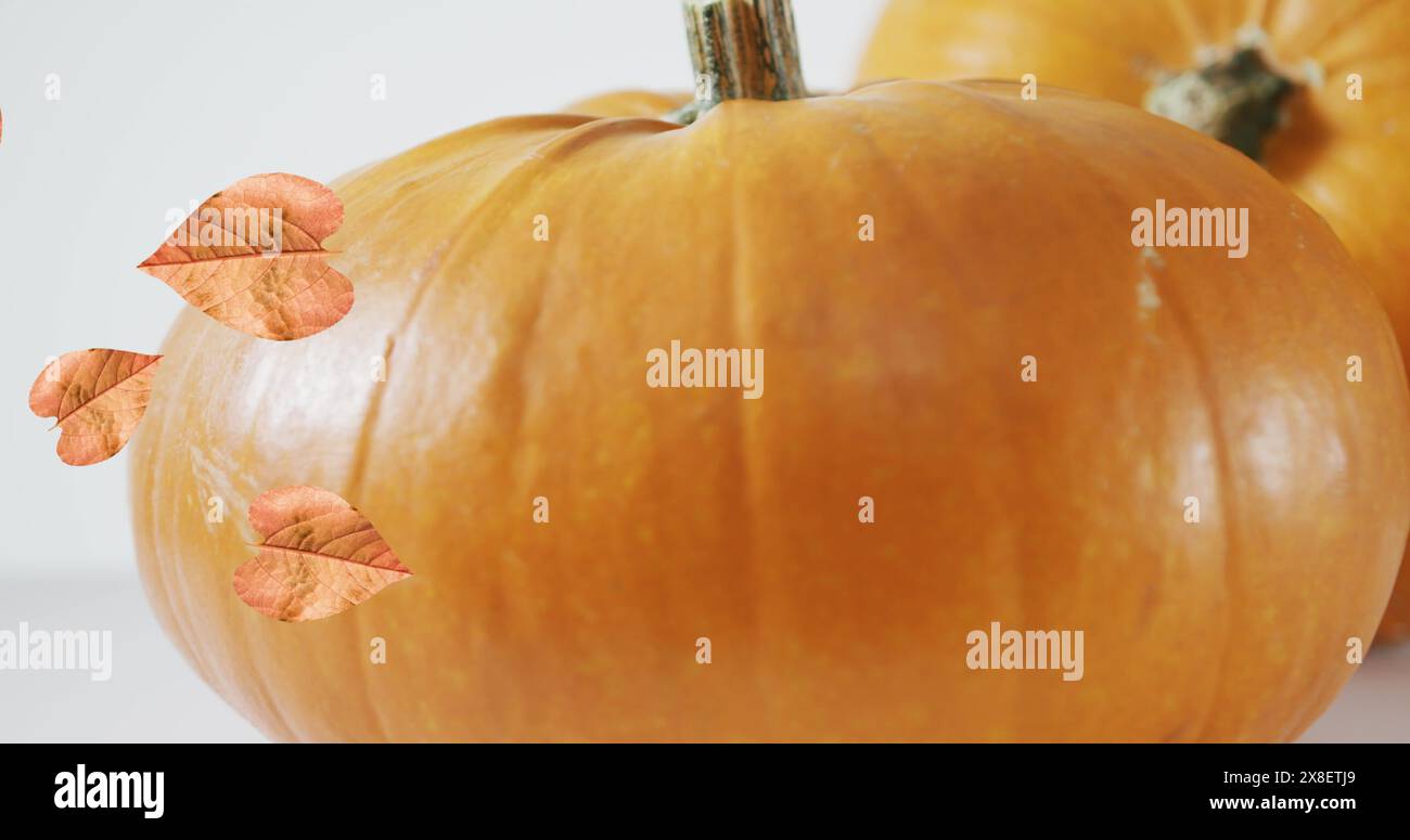 Image of leaves falling over pumpkins Stock Photo