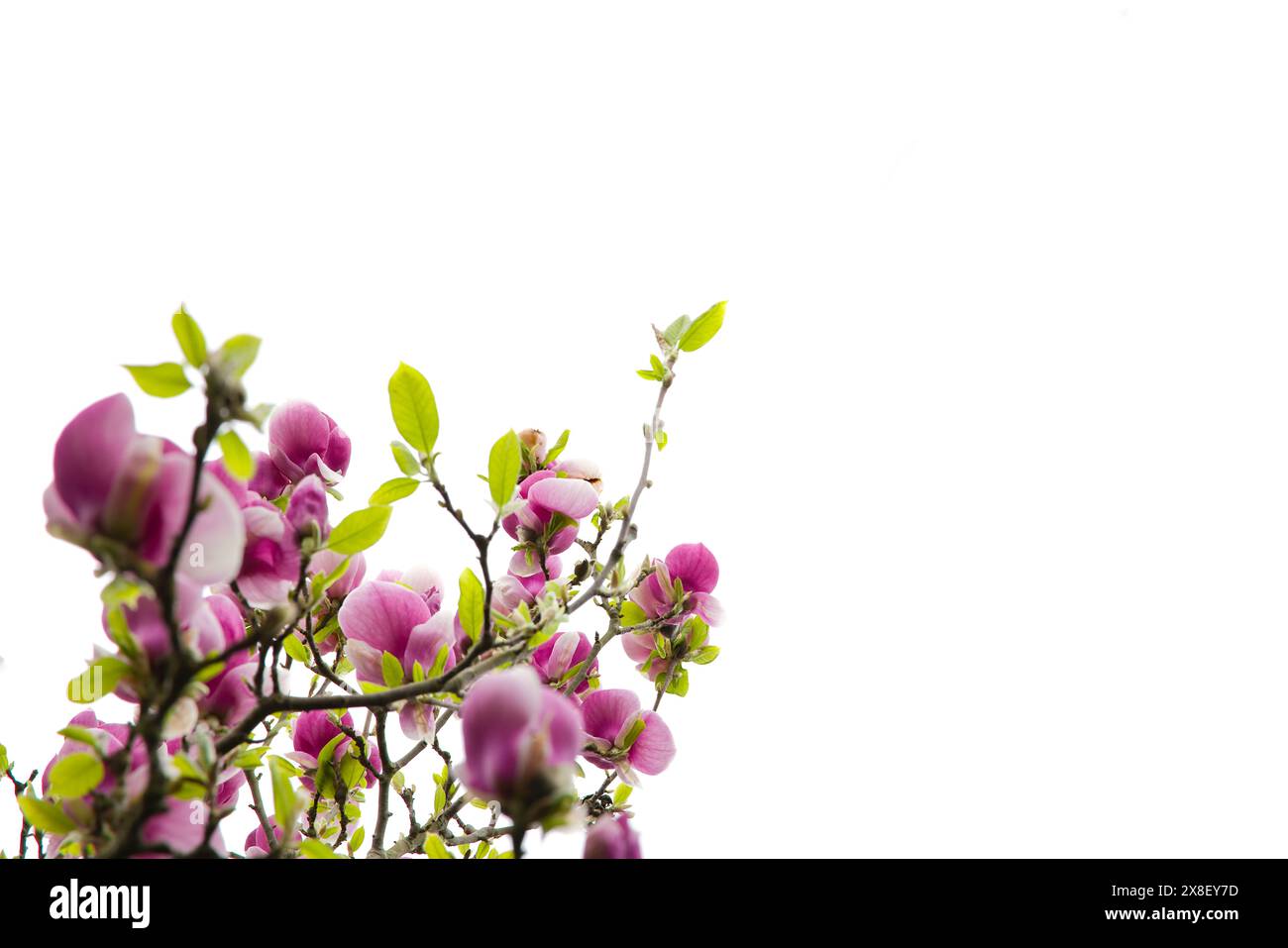 A single pink magnolia blossom, blooming on a white background Stock ...