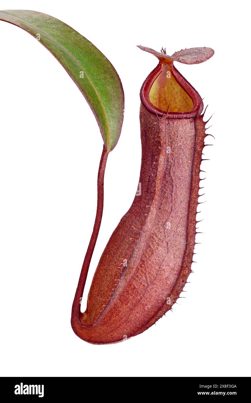 Plants that trap insects Cut Out Stock Images & Pictures - Alamy