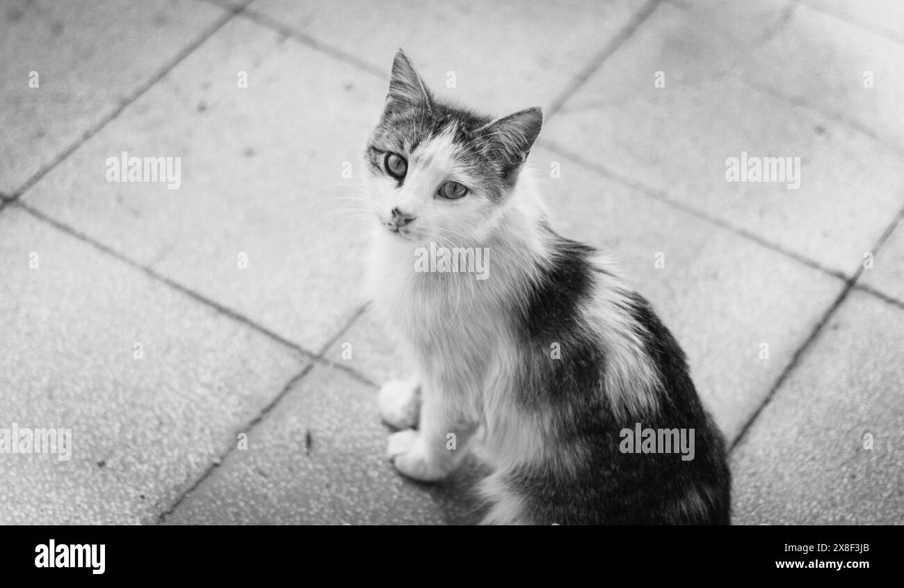 Friendly cat in the park. Stock Photo