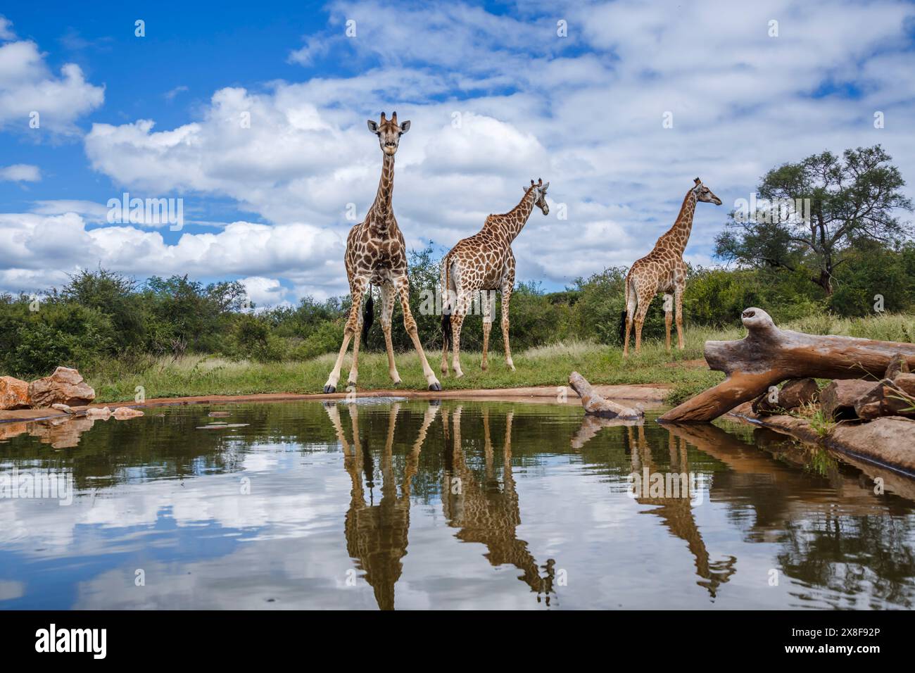 Family giraffes looking camera hi-res stock photography and images - Alamy