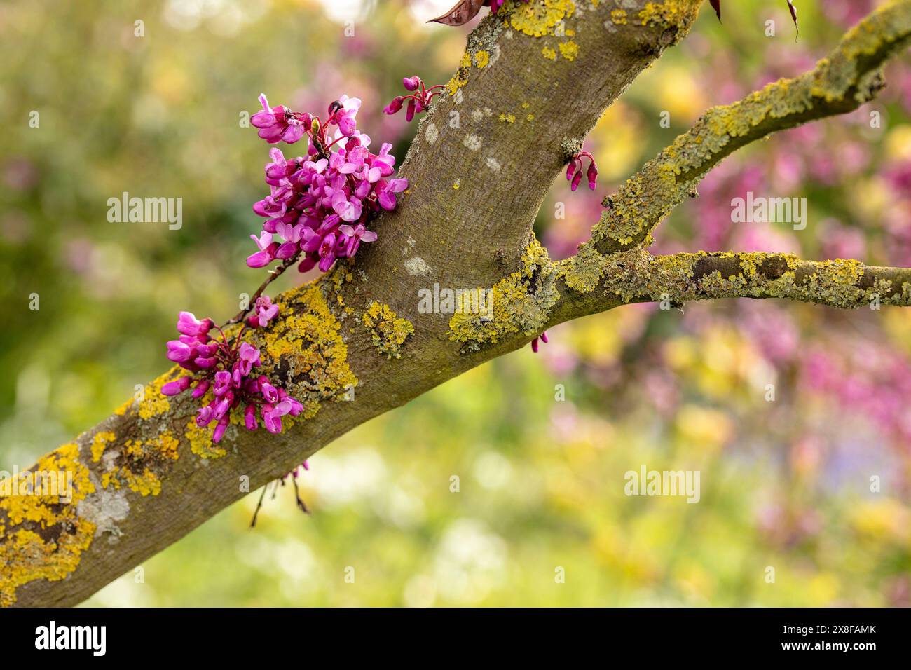 Stunning garden ornamental Cercis Siliquastrum in flower. Natural close ...
