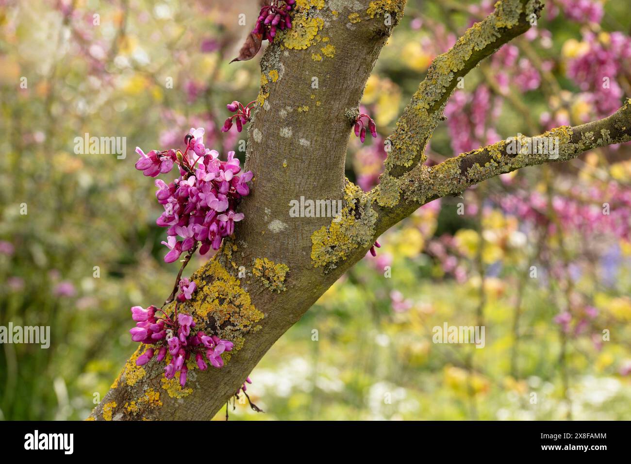 Stunning garden ornamental Cercis Siliquastrum in flower. Natural close ...