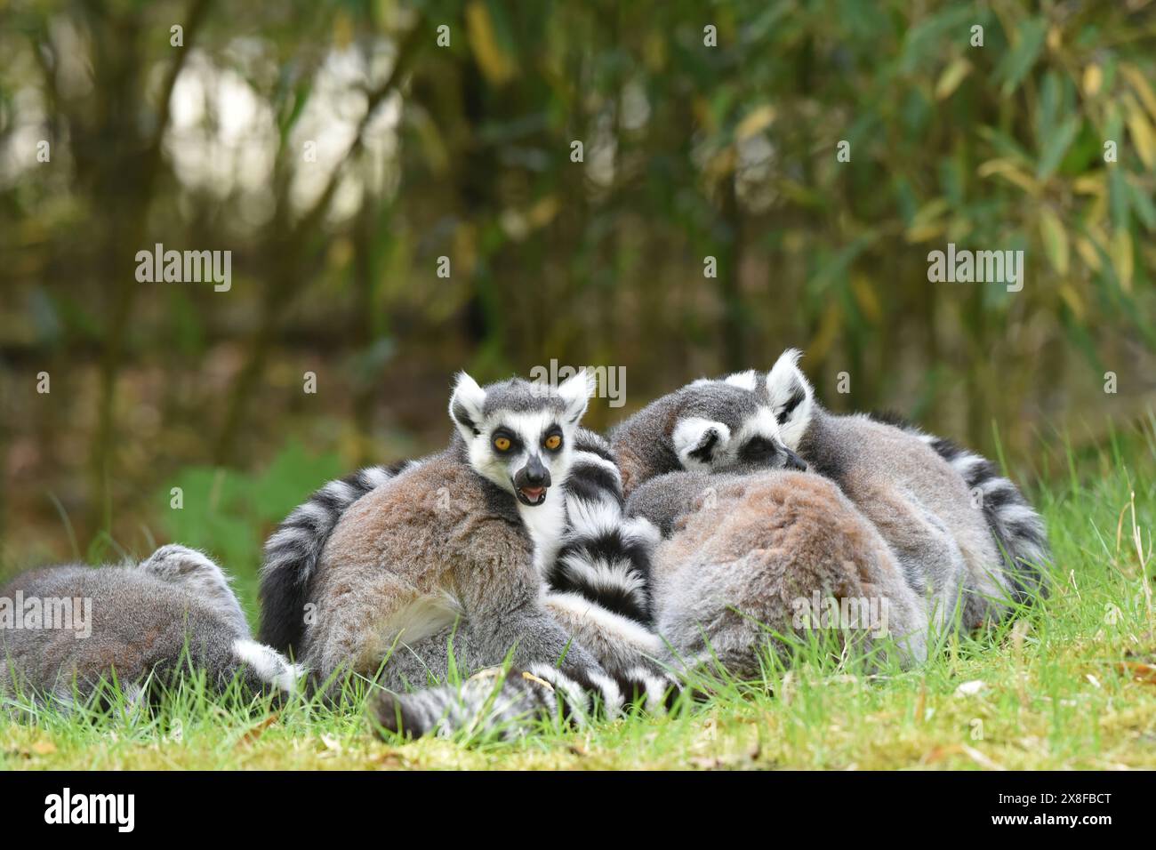 Group of ringtailed lemur (Lemur catta), the most internationally