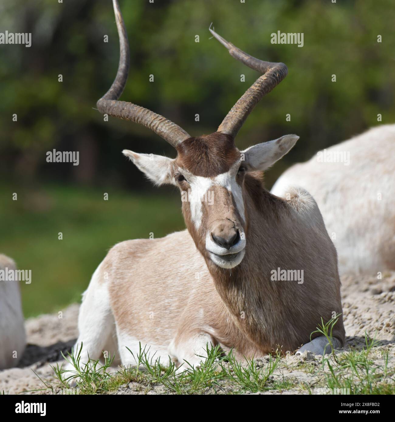 The addax, also known as the white antelope and the screwhorn antelope