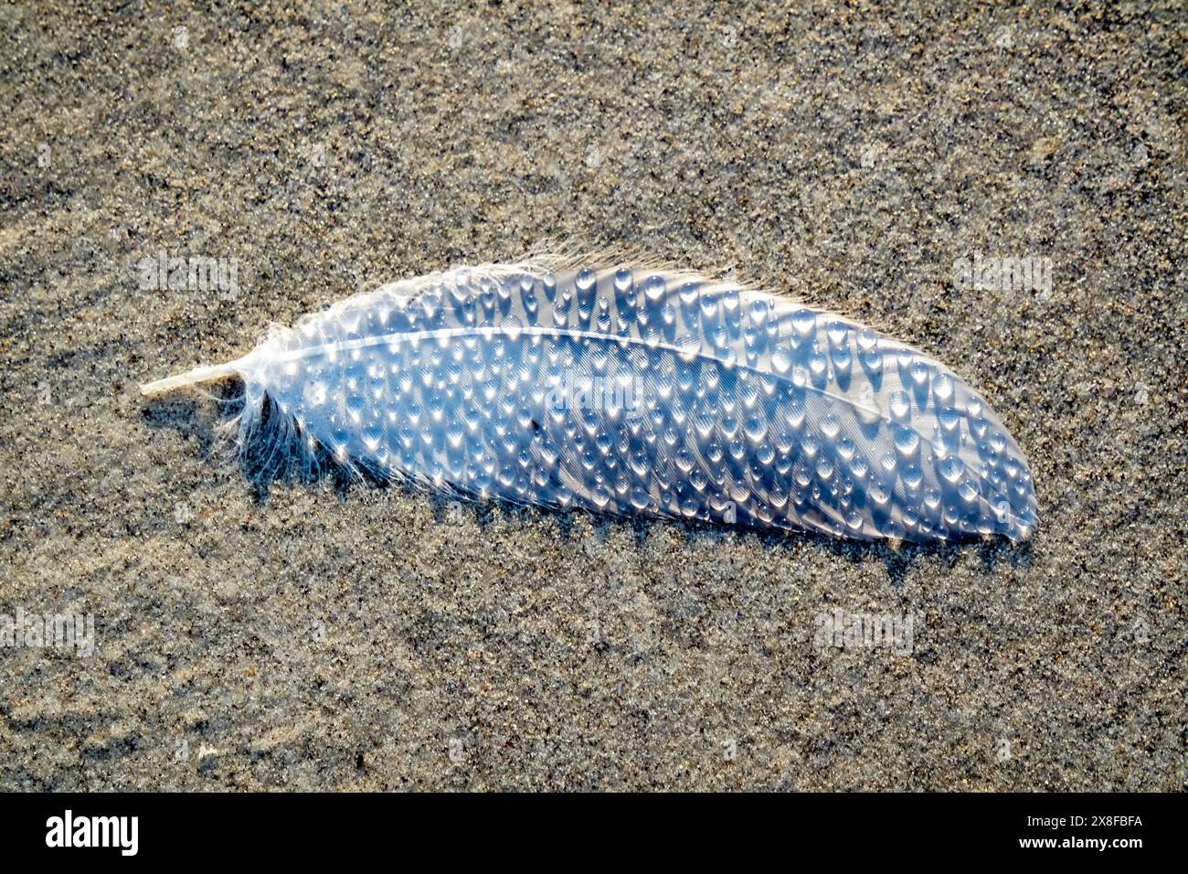 Feather with water drops hi-res stock photography and images - Alamy