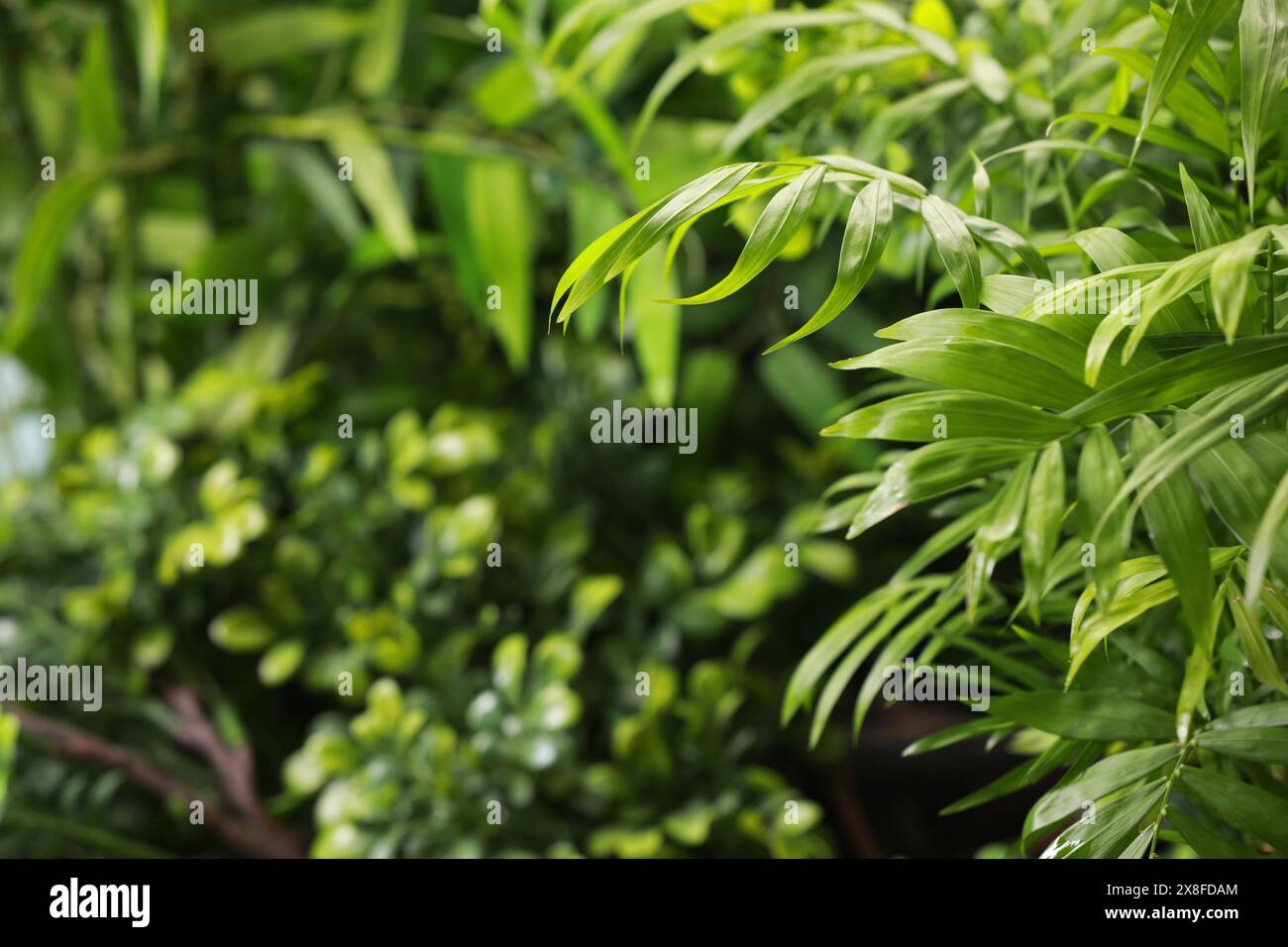 Beautiful plants lush leaves hi-res stock photography and images - Alamy