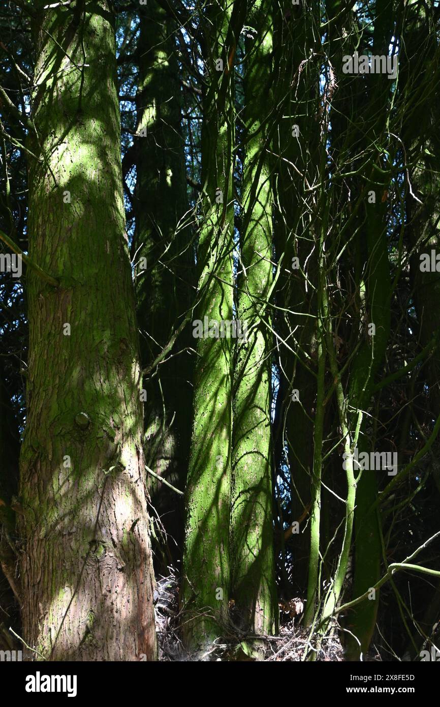 mossy tree trunks in dapped light Stock Photo