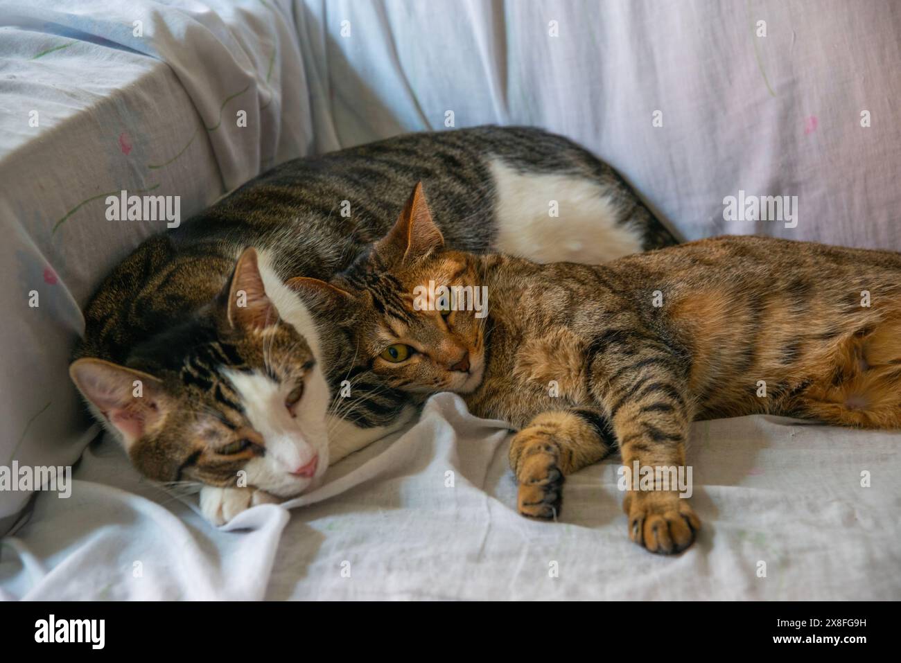 Two cats on the sofa hi-res stock photography and images - Alamy