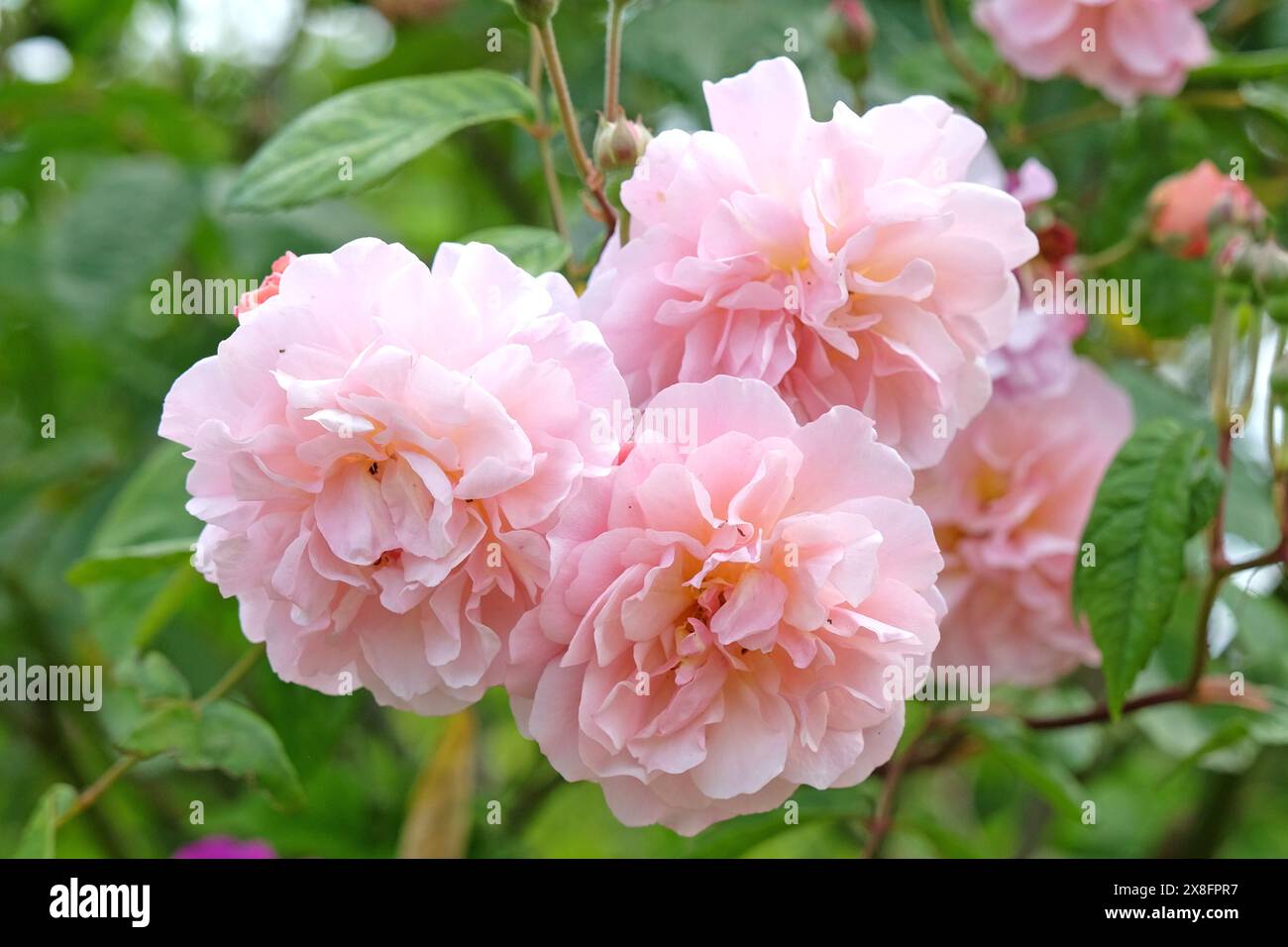 Pale pink and peach shrub rose, rosa ‘Cornelia’ in flower Stock Photo ...