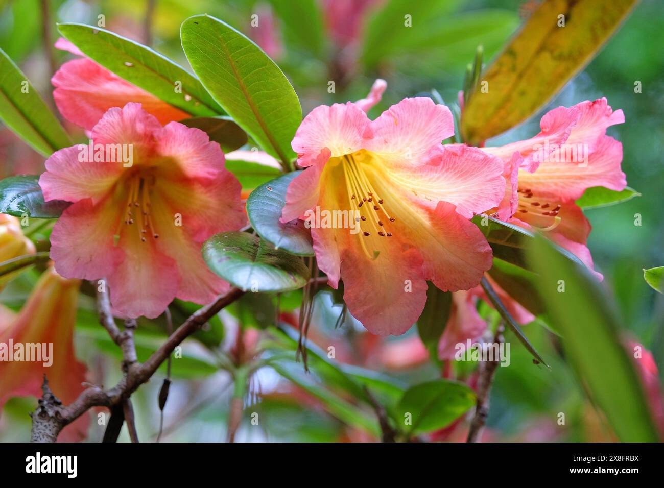 Orange, pink and yellow Rhododendron ‘Medusa’ in flower Stock Photo - Alamy