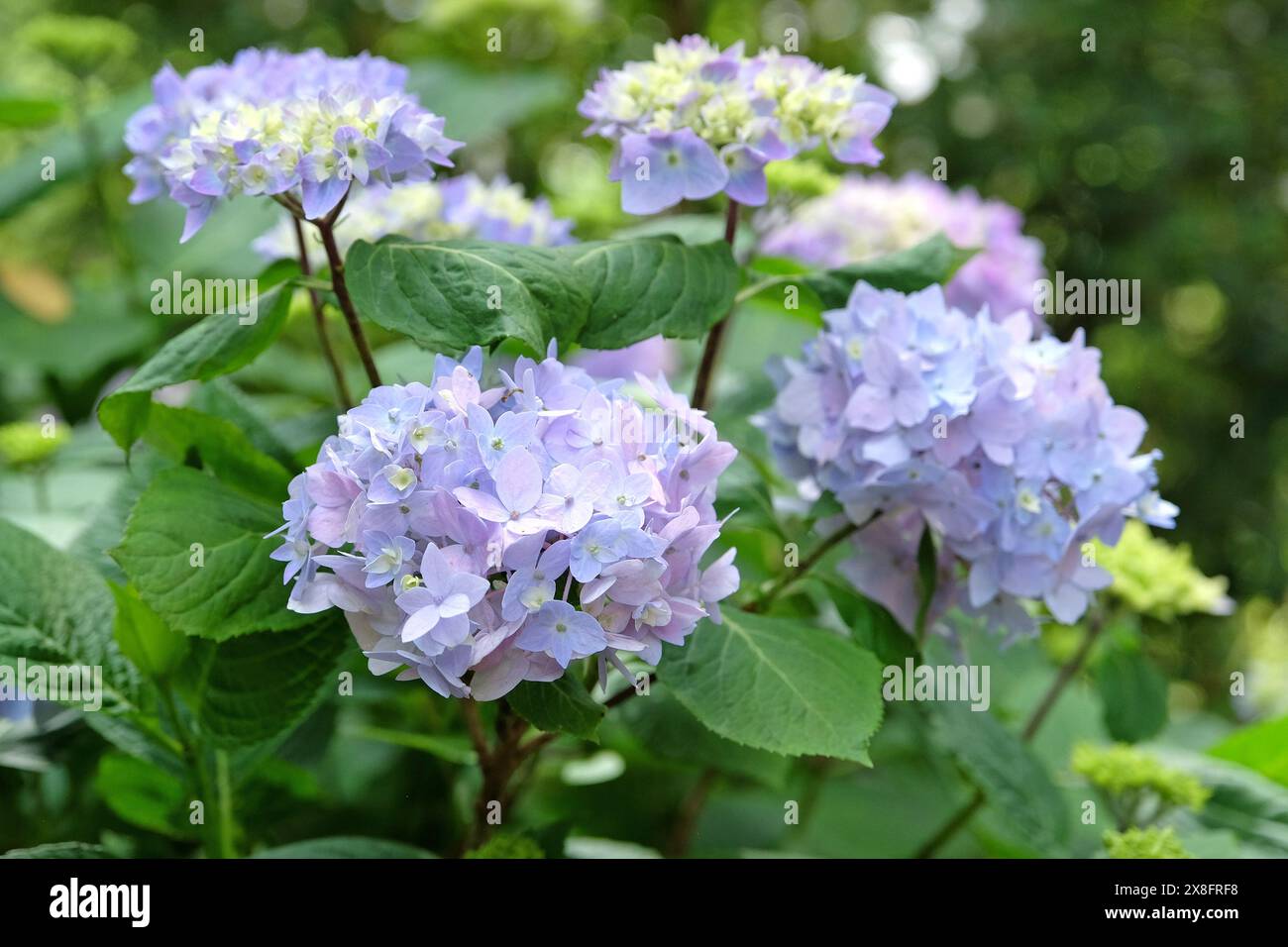 Blue Mophead Hydrangea macrophylla ‘Endless Summer’ in flower. Stock Photo