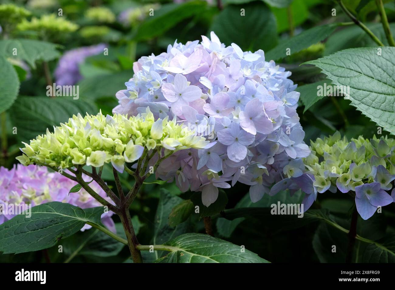 Blue Mophead Hydrangea macrophylla ‘Endless Summer’ in flower. Stock Photo