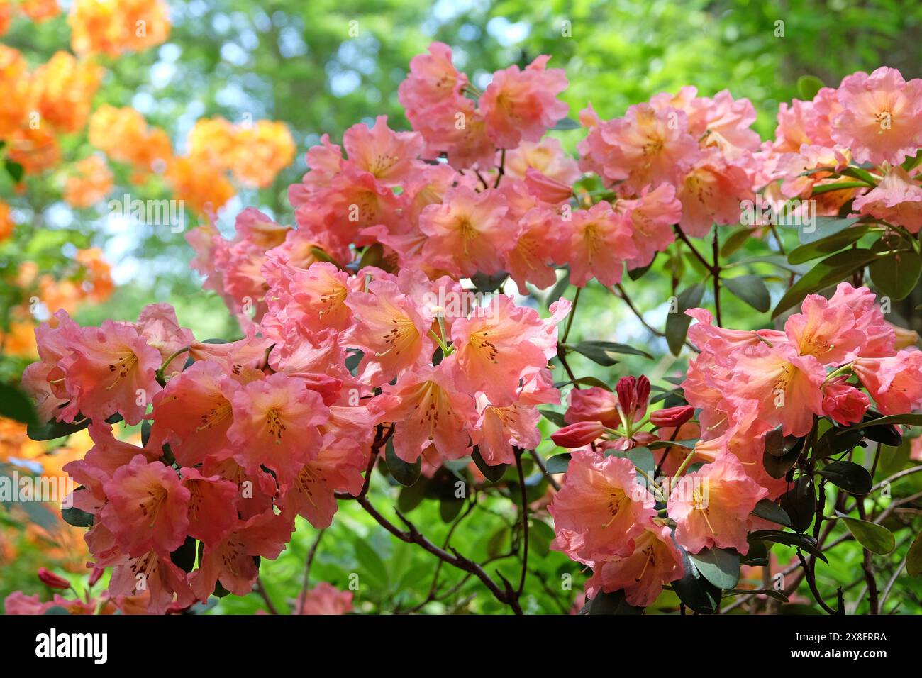 Pink and yellow Rhododendron 'September Song' in flower Stock Photo - Alamy