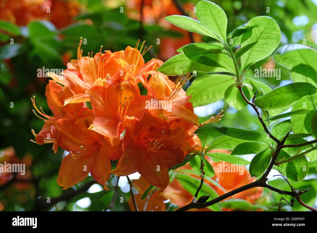 Azalea glowing embers hi-res stock photography and images - Alamy