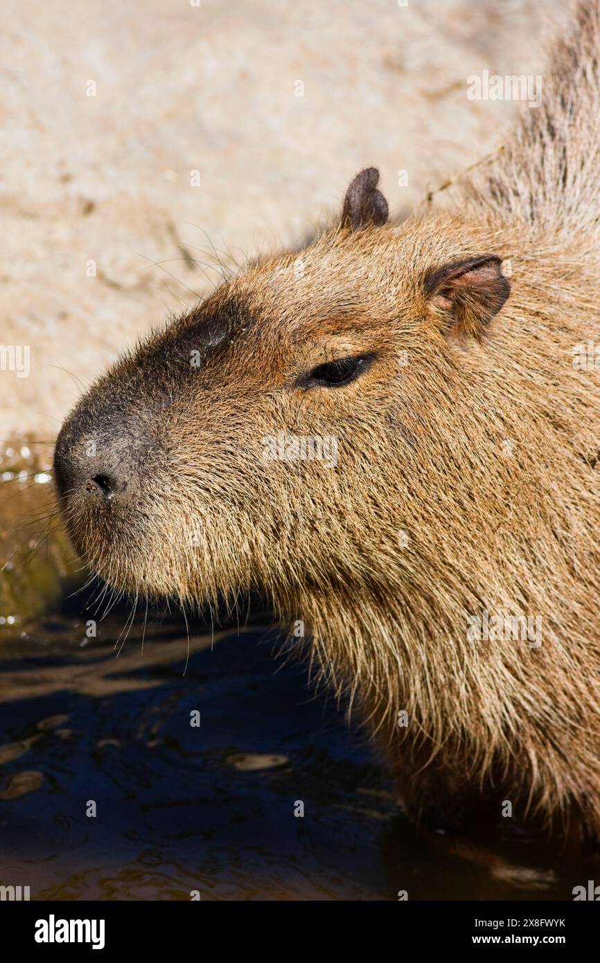 Thailand, Chang Mai, Chang Mai zoo, Capybara (Hydrochaeris hydrochaeris ...