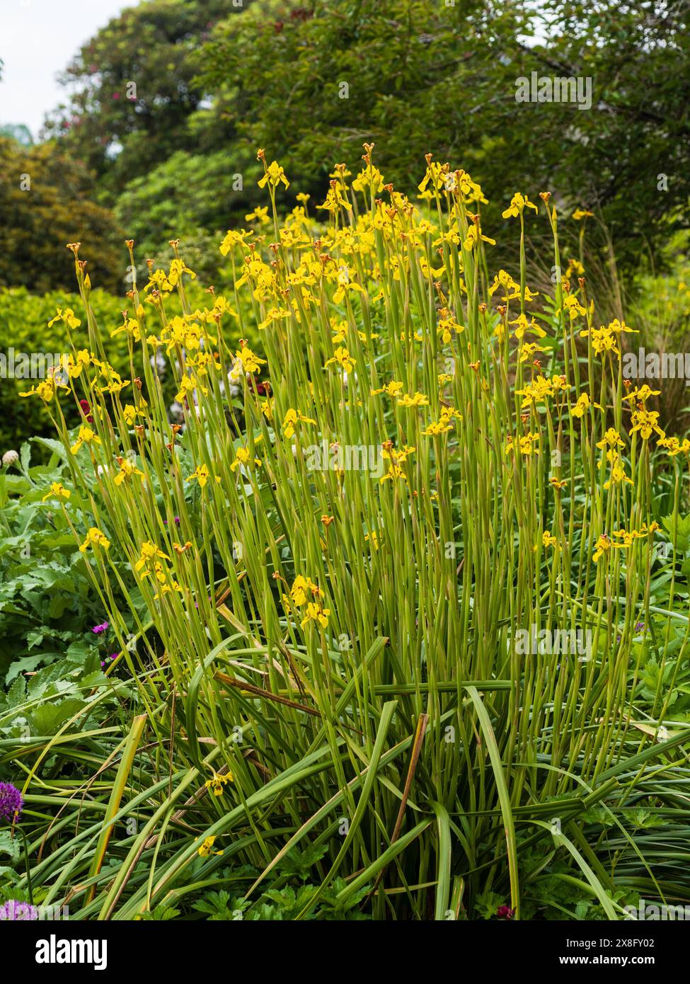 Large clump of the yellow flowered half hardy perennial cape iris