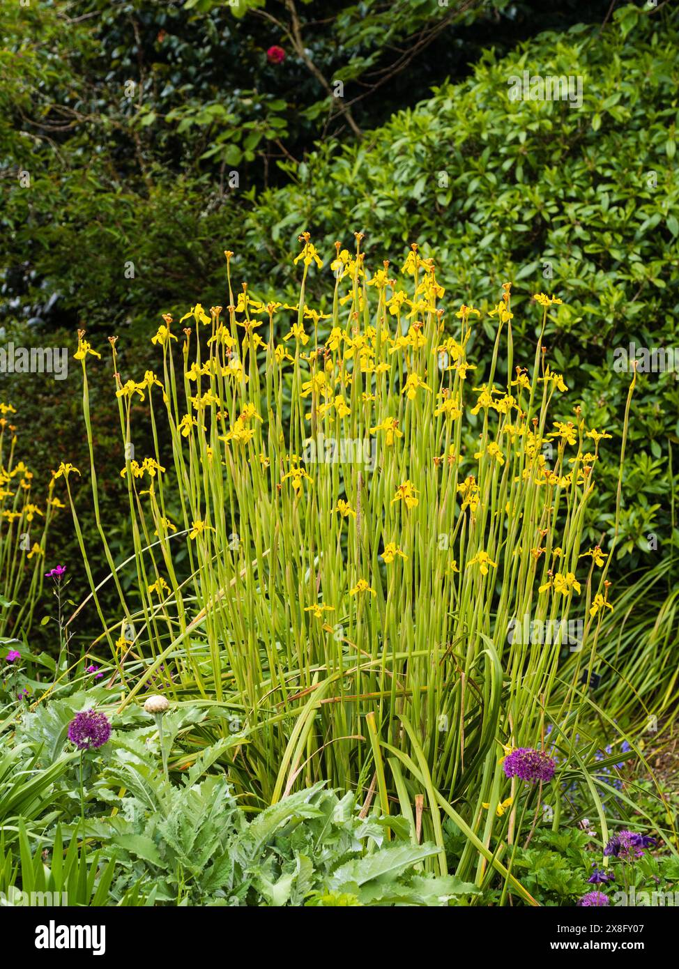 Large clump of the yellow flowered half hardy perennial cape iris, Moraea huttonii Stock Photo
