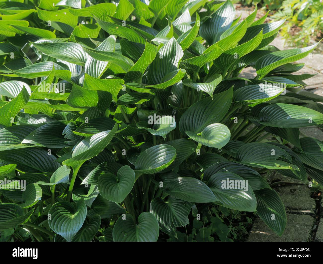 Dark green foliage of the elegant hardy herbaceous perennial, Hosta 'Devon Green' Stock Photo