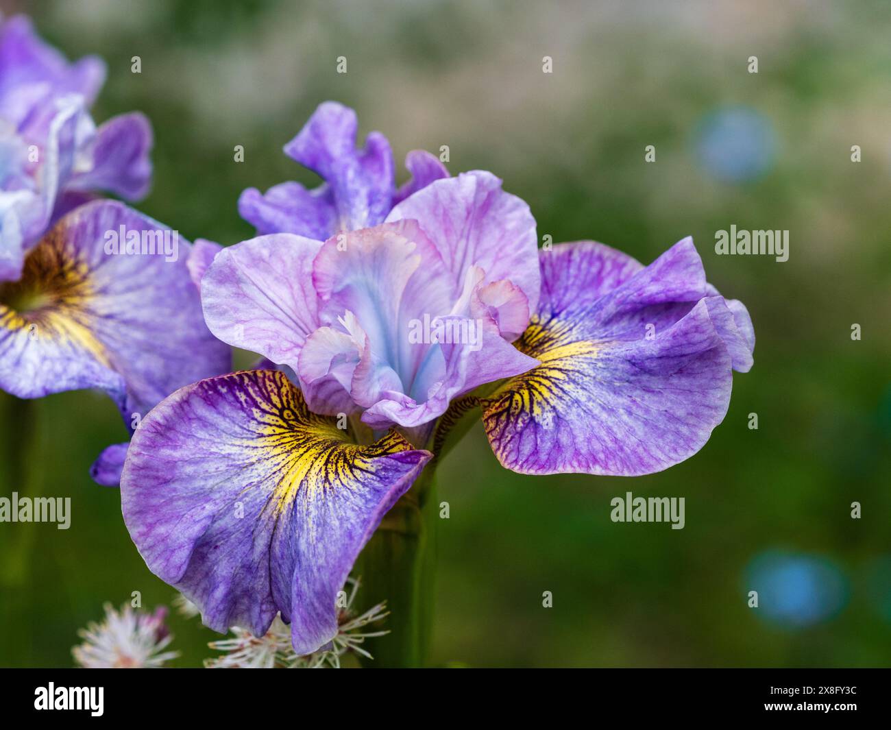 Lavender blue late spring flower of the hardy perennial Siberian iris,  Iris sibirica 'Careless Sally' Stock Photo