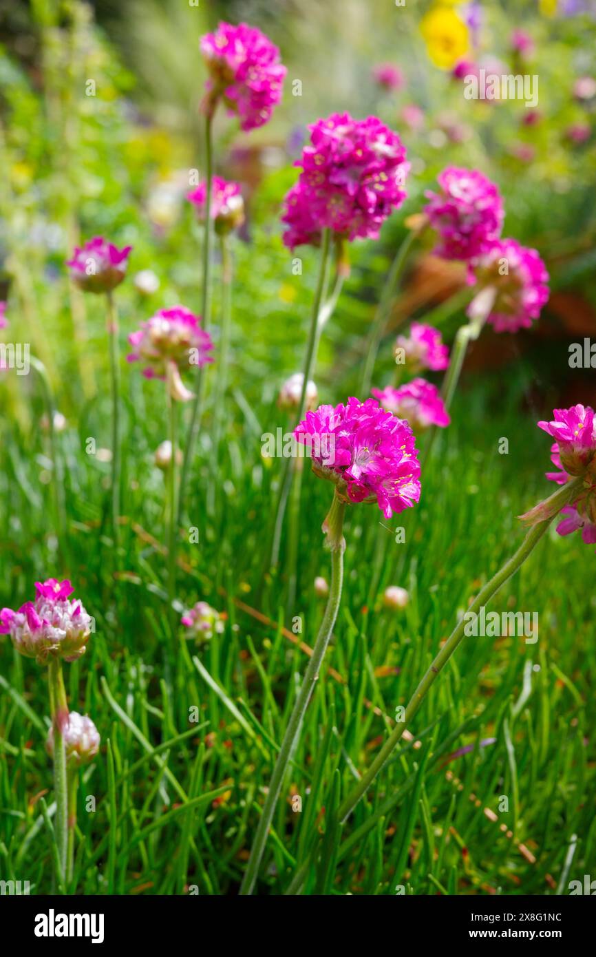 Vibrant pink flowers blooming in the garden with lush green grass ...