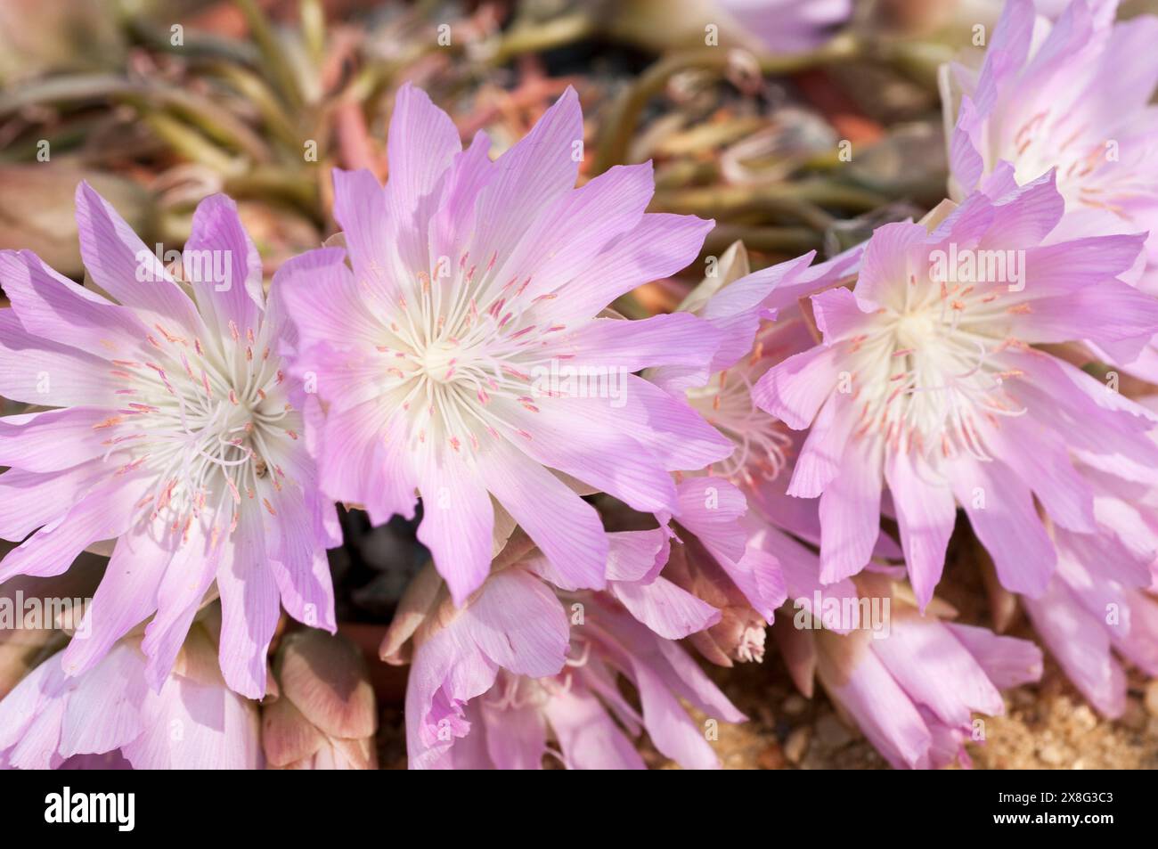 Lewisia rediviva, common name Bitterroot Stock Photo - Alamy