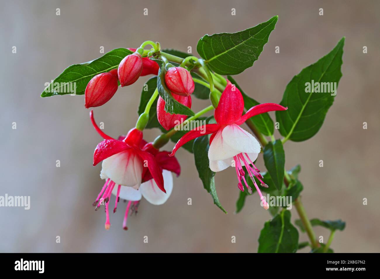 Detail of the flower head and bloom of a fuchsia plant, growing in a
