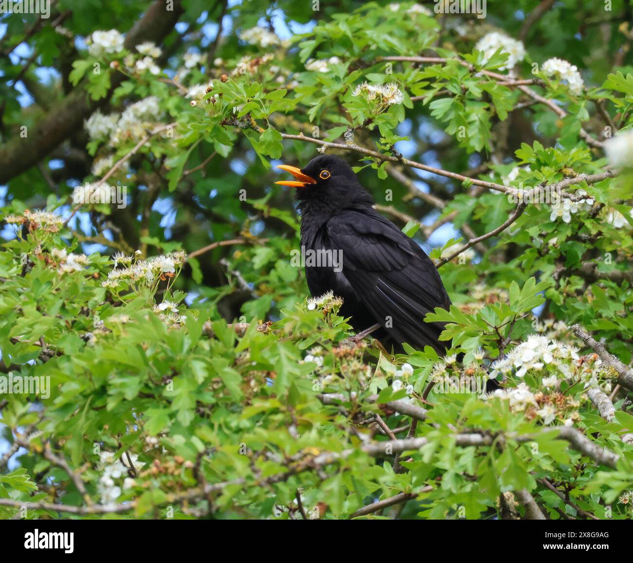 Lurgan Park, Lurgan, County Armagh, Northern Ireland, UK. 25th May 2024. UK weather - a day with sunny spells and a strong south-easterly breeze as wildlife makes the best of a late spring day. A blackbird chirps happily in a tree of white blossom. Credit: CAZIMB/Alamy Live News. Stock Photo