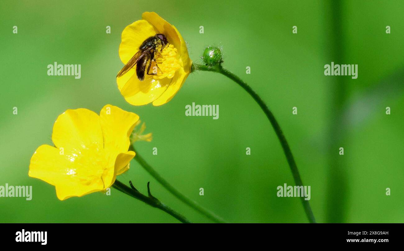Lurgan Park, Lurgan, County Armagh, Northern Ireland, UK. 25th May 2024. UK weather - a day with sunny spells and a strong south-easterly breeze as wildlife makes the best of a late spring day. An insect gathering nectar from a yellow buttercup in May spring sunshine.  Credit: CAZIMB/Alamy Live News. Stock Photo