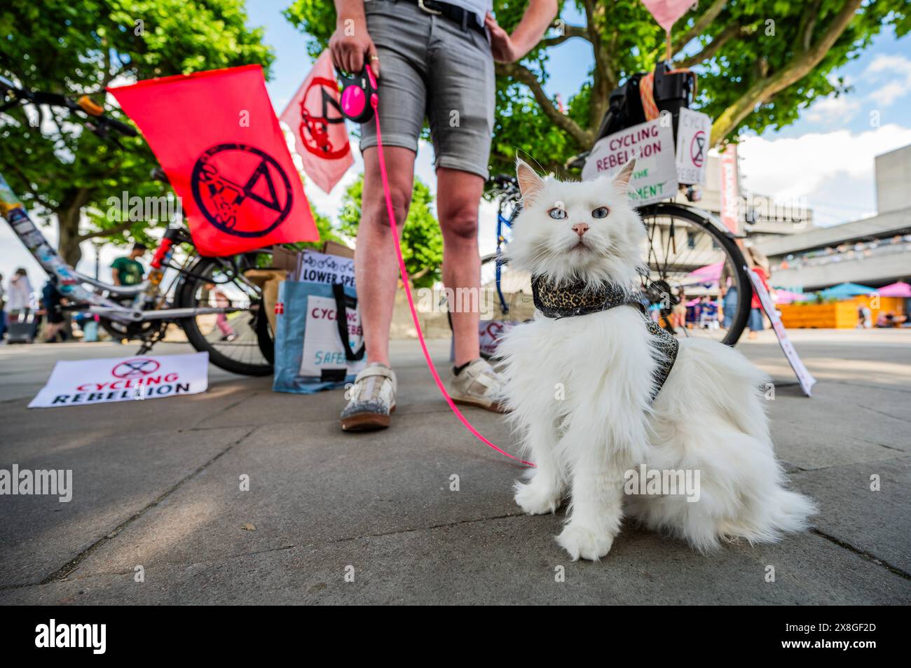 London, UK. 25th May, 2024. Sigrid the cycling instagram star cat (of ...