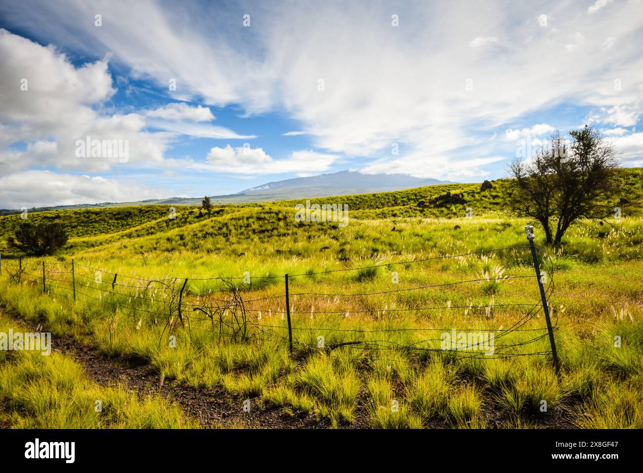 Hiking trail along prawling green pastures and barbed wire fence, remains of Kahuku Ranch, in  Hawaii Volcanoes National Park. Stock Photo