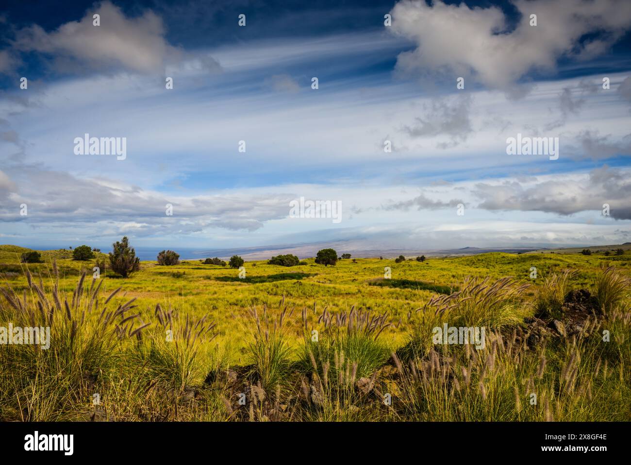 Hiking trail along prawling green pastures and barbed wire fence, remains of Kahuku Ranch, in  Hawaii Volcanoes National Park. Stock Photo