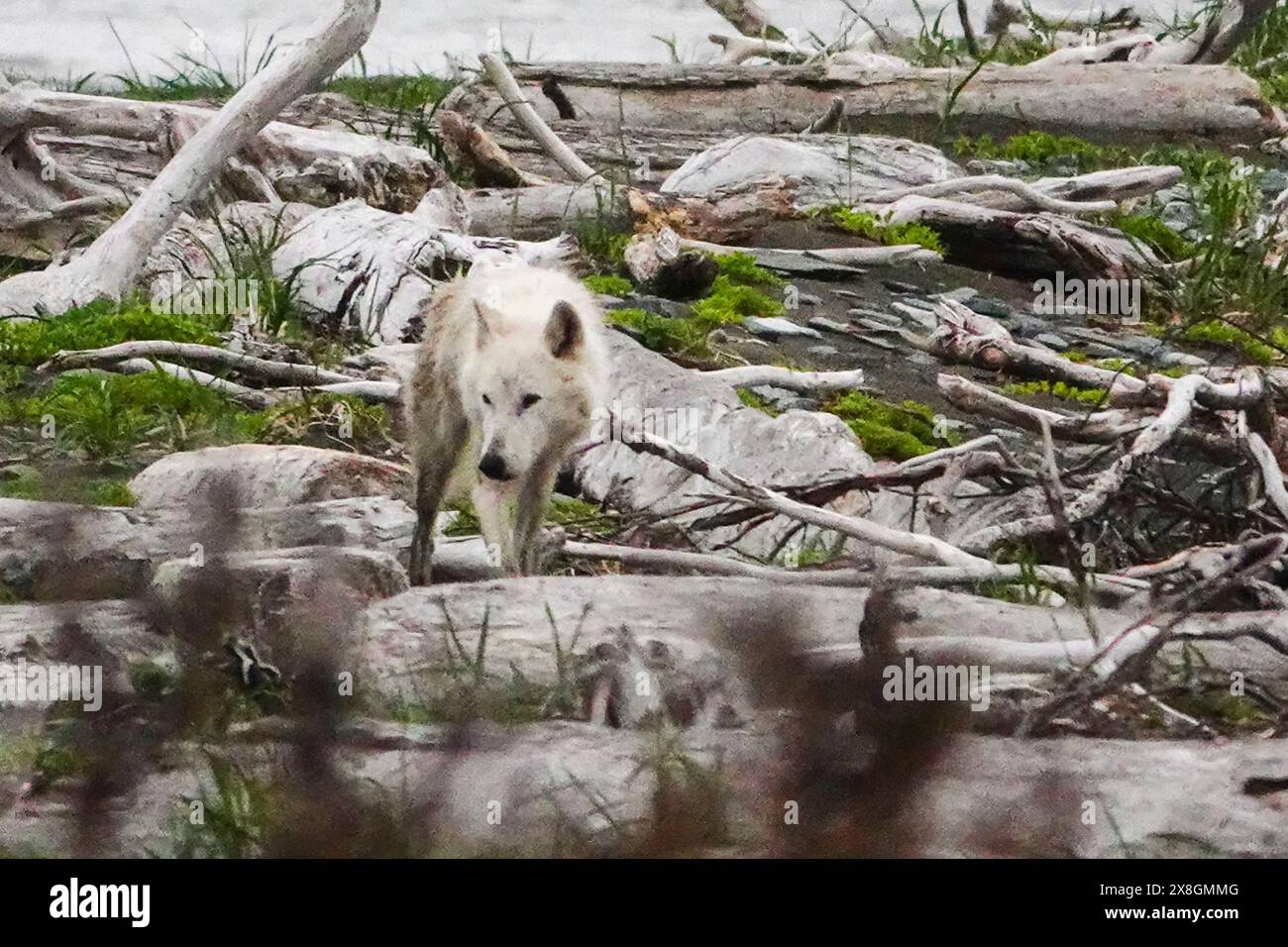 A lone white colored Grey Wolf walks along the beach at the remote