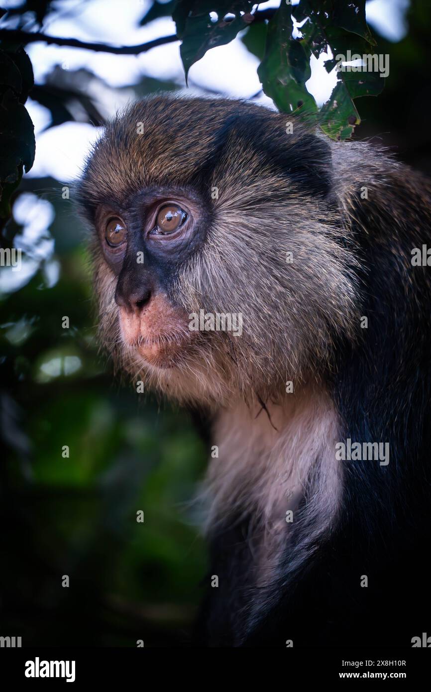 The portrait of wild Campbell's monkey with expressive eyes in sacred forest of Man, Ivory Coast. Stock Photo